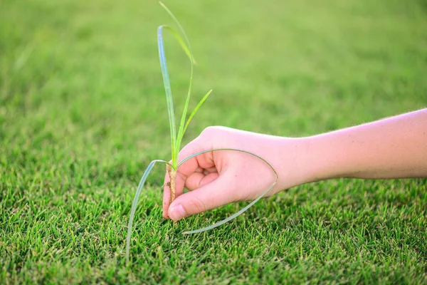 Prachtig groen gras. De hand van het kind raakt het gras. Terug naar de natuur, hou van de aarde. Milieuconcept. — Stockfoto