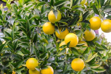 Ağaçta yetişen yeşil limonlar, dallardan sarkan limonlar. Limon ağacı ya da limon ağacı. Doğa, organik meyve, yaz zamanı.