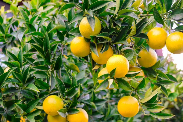 Ağaçta yetişen yeşil limonlar, dallardan sarkan limonlar. Limon ağacı ya da limon ağacı. Doğa, organik meyve, yaz zamanı.