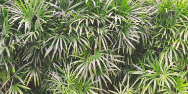 Tropikal ormanda yemyeşil palmiye yaprakları. Avuç içi dokusu. Yeşil yapraklar boşluk simgesini kopyala