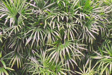 Tropikal ormanda yemyeşil palmiye yaprakları. Avuç içi dokusu. Yeşil yapraklar boşluk simgesini kopyala