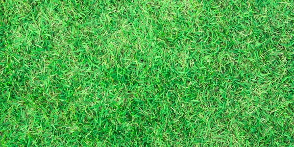 Grass as texture or background. Green fresh grass background. Copy space banner. Nature in saummer — Stock Photo, Image