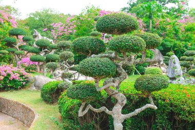 Bahçedeki güzel Bonsai ağacı. Japon bahçesi ya da parkı. Yazın doğa. Yeşil arkaplan.