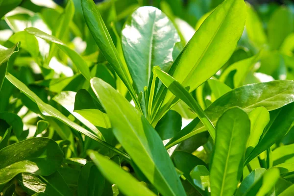 Daun hijau rimbun di hutan tropis. Latar belakang tekstur hijau. Daun hijau menyalin banner spasi — Stok Foto