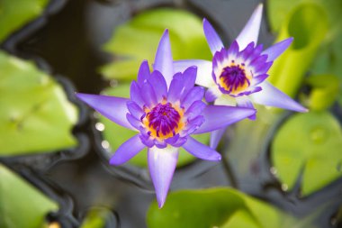 Nilüfer lotus ve yaprakları