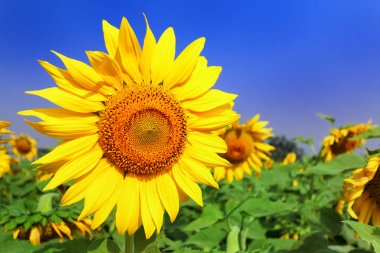 Mavi gökyüzü arka planında ayçiçeği