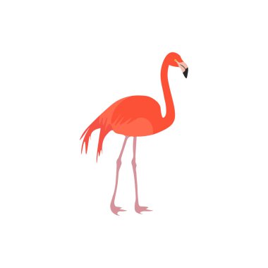 Flamingo vektör çizim. kuş işareti
