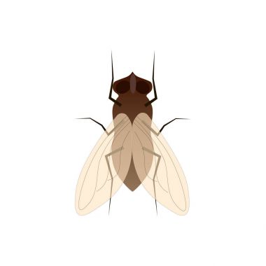 Sinek, böcek vektör illüstrasyon izole beyaz bir arka plan üzerinde