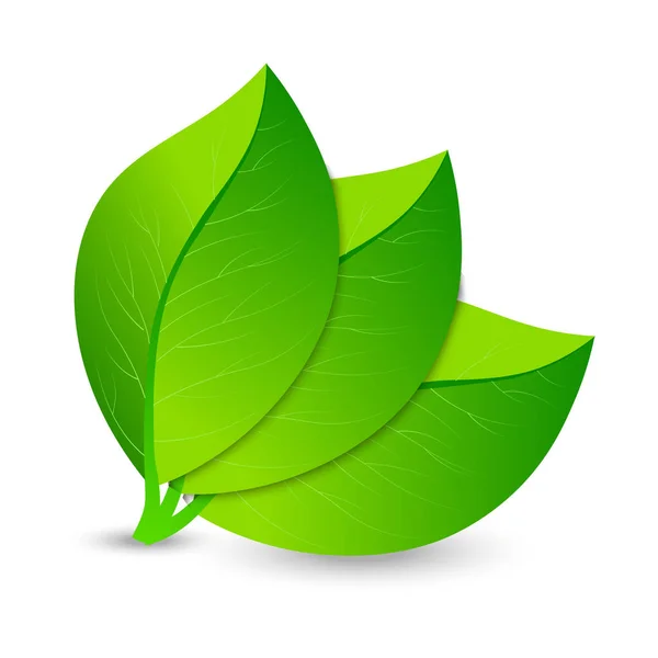 Vektorové ilustrace ekologie koncept ikony s lesklým čerstvé zelené listy. Eco koncept — Stockový vektor