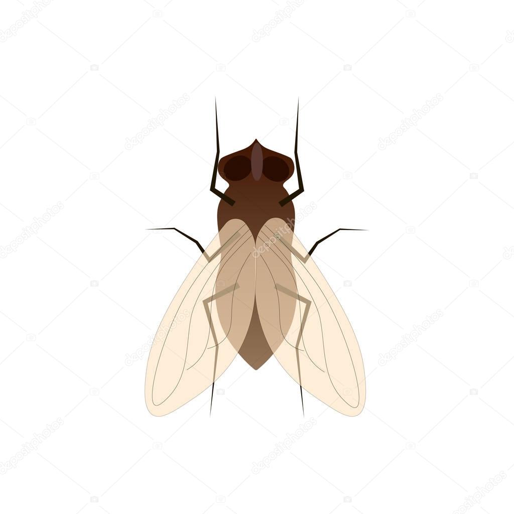 Fly, insect vector illustration isolated on a white background