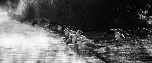 Ptáci na zamrzlé jezero — Stock fotografie