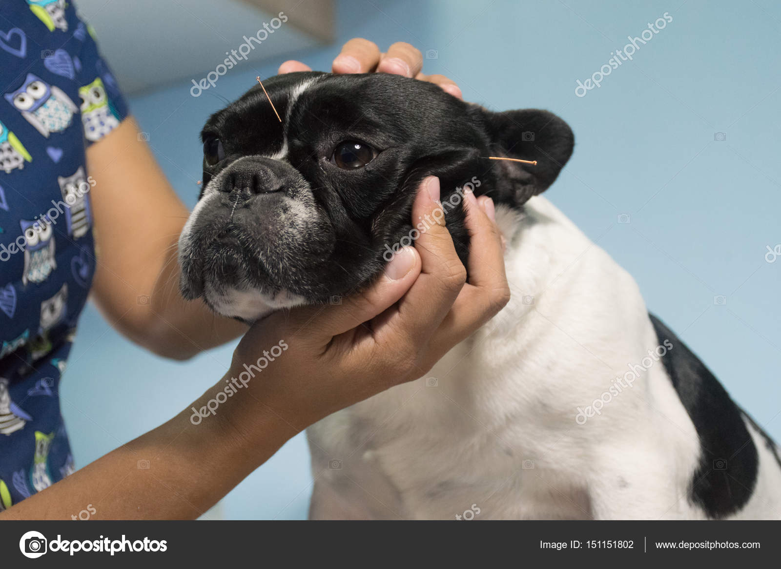 Can Acupuncture Help With Dog Allergies