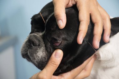 Köpeklerde akupunktur