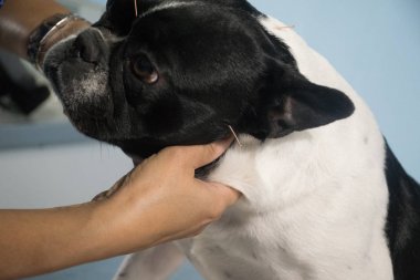 Akupunktur köpekler hayvan hastalıklarıyla ilgili klinik uzmanlaşmış