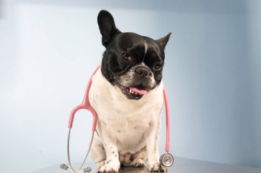 Hayvan hastalıklarıyla ilgili klinik sonra Bulldog köpek arıyorum