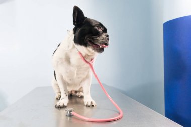 Köpekler için veteriner Kliniği