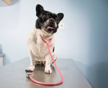 Köpekler için veteriner Kliniği