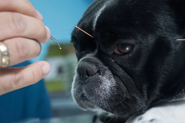 Akupunktur i husdjur — Stockfoto
