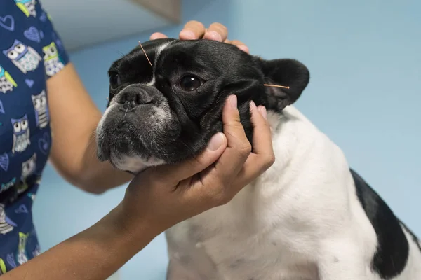 Akupunktur i husdjur — Stockfoto
