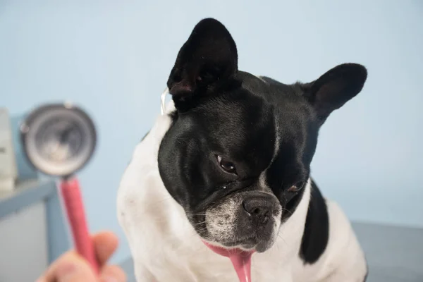 Clínica veterinaria para perros — Foto de Stock