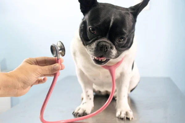 Clínica veterinaria para perros — Foto de Stock