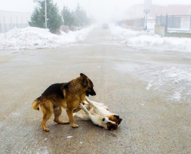 Sokakta oynayan iki köpek.
