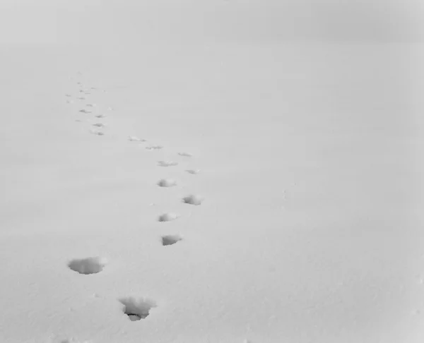 Menschliche Fußabdrücke auf einem verschneiten Feld — Stockfoto