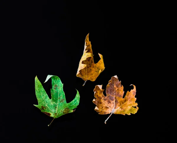 Folhas de outono secas no fundo preto — Fotografia de Stock