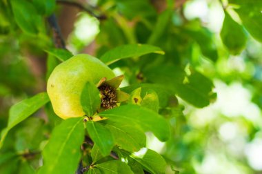 Taze olgunlaşmamış nar meyve dalı