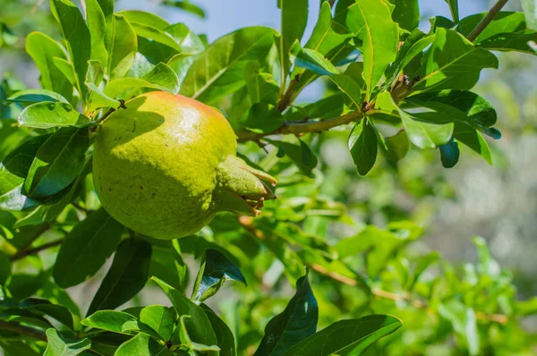 Frische unreife Granatapfelfrüchte am Zweig — Stockfoto