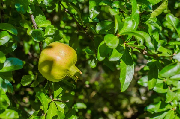 Frische unreife Granatapfelfrüchte am Zweig — Stockfoto