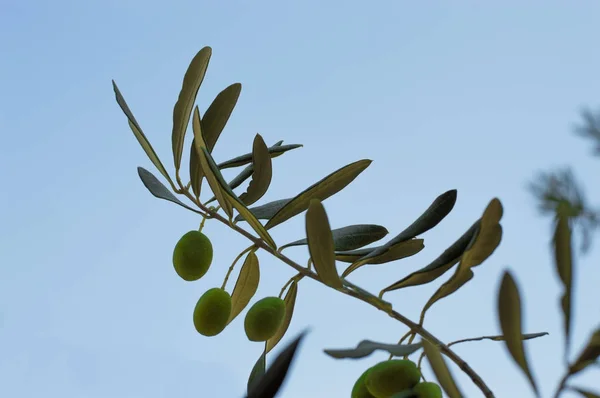 Unreife grüne Olivenfrüchte auf dem Zweig — Stockfoto
