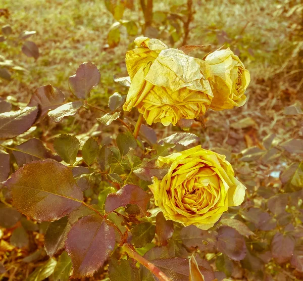 Hermosas rosas amarillas pastel frescas en un jardín — Foto de Stock