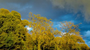 Ağaçlar ve bulutlu bir gökyüzü dramatik görünümü