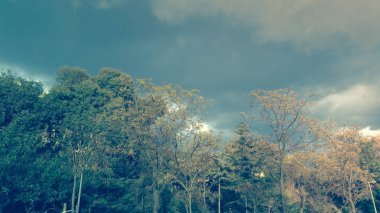 Ağaçlar ve bulutlu bir gökyüzü dramatik görünümü