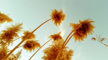 Bir güzel gökyüzü görünümü ile ortak reed (kamış Australis) 