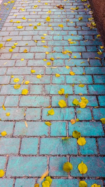 Vista de hojas secas de otoño amarillas sobre pavimento azul — Foto de Stock