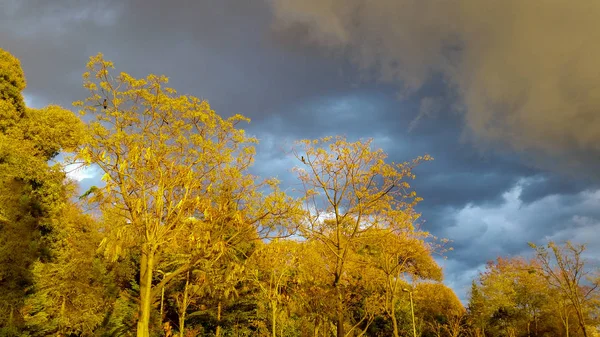 Veduta drammatica degli alberi e un cielo nuvoloso — Foto Stock
