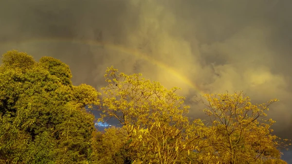 Vista de un hermoso arco iris desde detrás de los árboles — Foto de stock gratuita