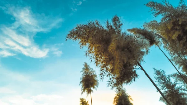 Κοινή Ριντ (Phragmites Australis) με ένα όμορφο ουρανό θέα — Φωτογραφία Αρχείου