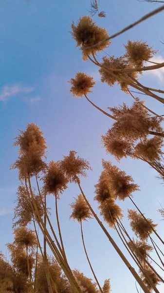 Common reed (Phragmites Australis) with a beautiful sky view — Stock Photo, Image