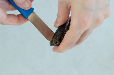 Eller genç kadın taze midye kabuğu bir bıçak ile açma