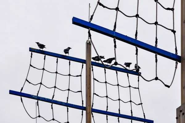 Grupa wrony perching w linii — Zdjęcie stockowe