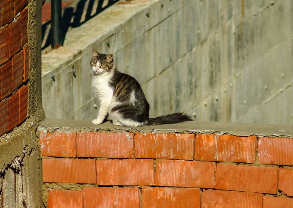 Gato callejero sentado en la nueva pared de ladrillo construido — Foto de Stock