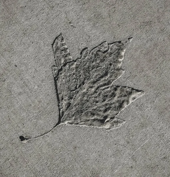 Leaf pattern on gray concrete background — Stock Photo, Image