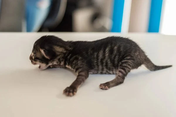 Beyaz bir masada meowing küçük kör yeni doğmuş yavru — Stok fotoğraf