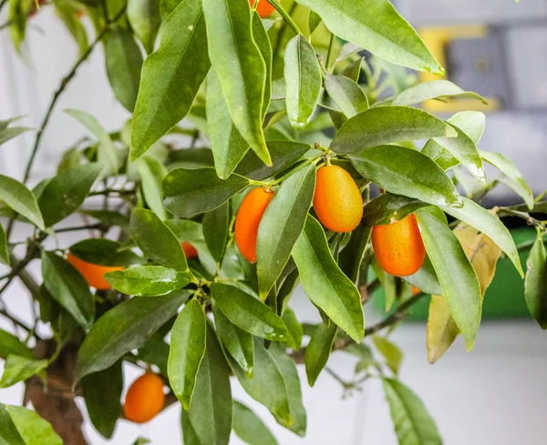 Primo piano di un albero di kumquat con frutta — Foto Stock