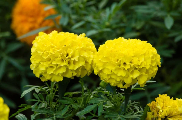 Fechar-se de flores de calêndula amarelas no jardim — Fotografia de Stock