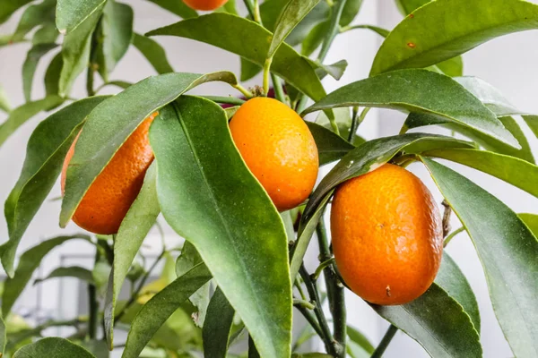 Nahaufnahme eines Kumquatbaums mit Früchten — Stockfoto