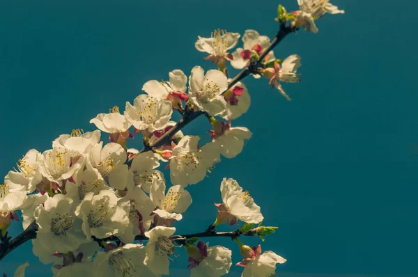 Gyönyörű cseresznyevirág Sakura tavasszal több mint kék ég — Stock Fotó
